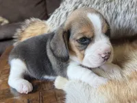 Paisley , a female Beagle for sale in Fordland, MO – 7 of 9
