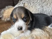 Scout, a male Beagle for sale in Fordland, MO – 8 of 10