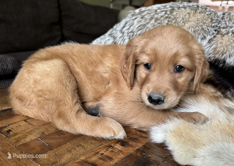 Copper-orange  – Golden Retriever puppy for sale in Fordland, MO