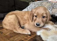 Copper-orange , a male Golden Retriever for sale in Fordland, MO – 1 of 10