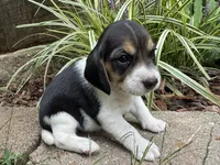 Paisley , a female Beagle for sale in Fordland, MO – 6 of 10