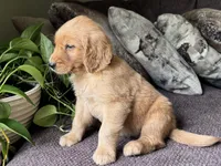 Bear-red, a male Golden Retriever for sale in Fordland, MO – 7 of 10