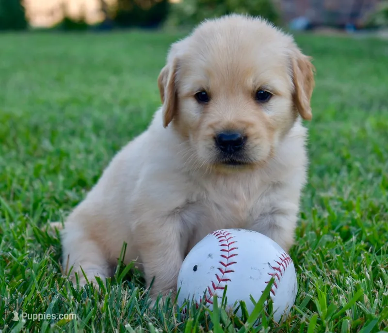 Rex – Golden Retriever puppy for sale in Fordland, MO