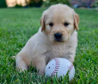 Rex, a male Golden Retriever for sale in Fordland, MO – 1 of 8