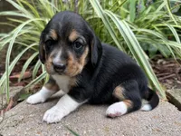 Olivia, a female Beagle for sale in Fordland, MO – 6 of 10