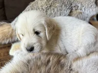 Koda-dk green , a male Golden Retriever for sale in Fordland, MO – 6 of 10
