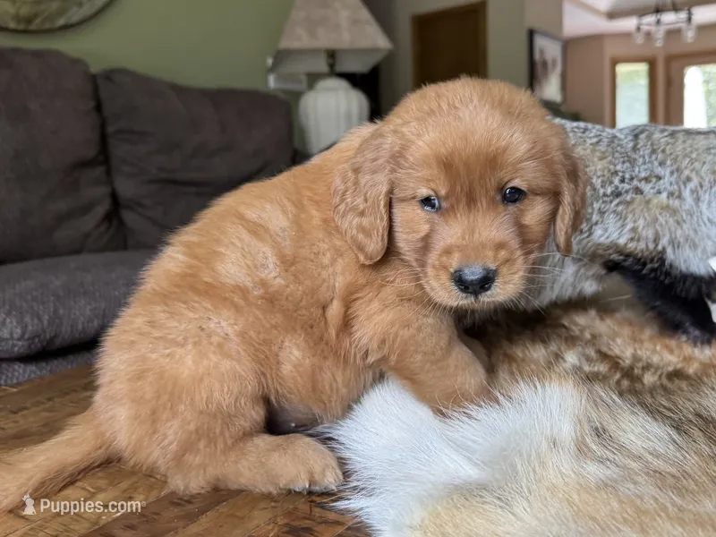 Max-gray – Golden Retriever puppy for sale in Fordland, MO
