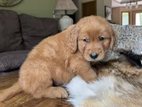 Max-gray, a male Golden Retriever for sale in Fordland, MO – 1 of 10