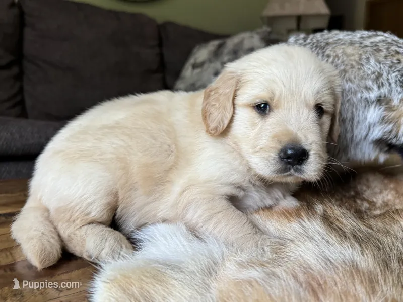 Rocky-red – Golden Retriever puppy for sale in Fordland, MO