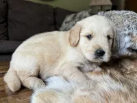 Rocky-red, a male Golden Retriever for sale in Fordland, MO – 3 of 10