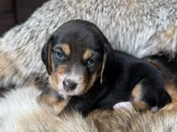 Champ, a male Beagle for sale in Fordland, MO – 5 of 10