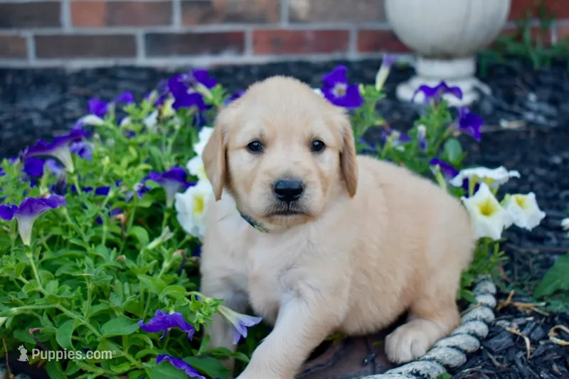Jack – Golden Retriever puppy for sale in Fordland, MO