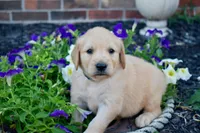 Jack, a male Golden Retriever for sale in Fordland, MO – 4 of 7