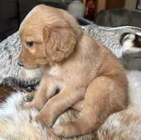 Copper-orange , a male Golden Retriever for sale in Fordland, MO – 10 of 10