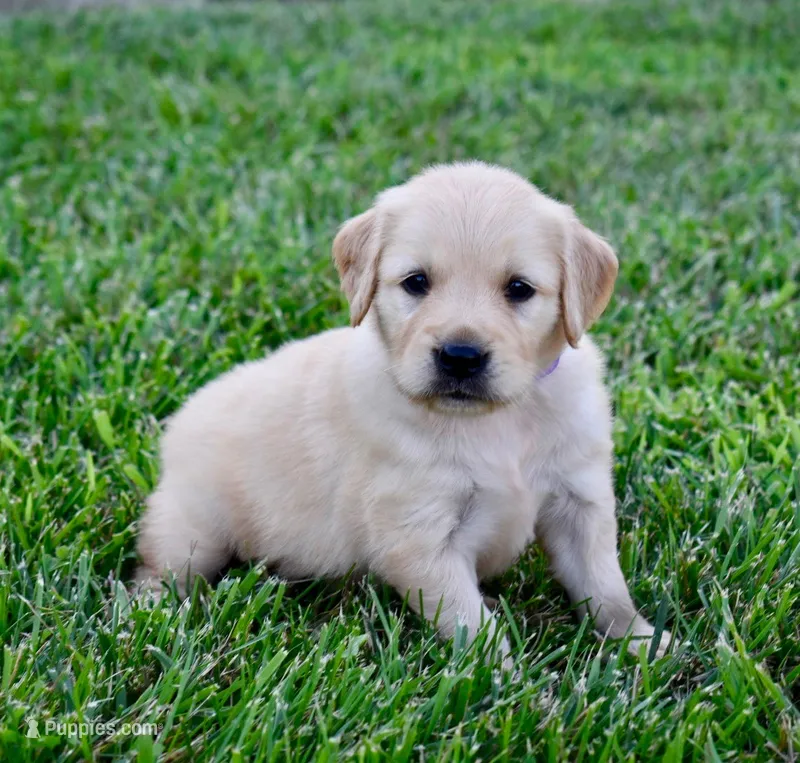 Sadie – Golden Retriever puppy for sale in Fordland, MO