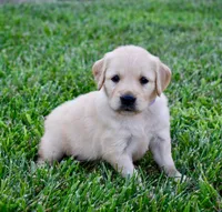 Sadie, a female Golden Retriever for sale in Fordland, MO – 1 of 8