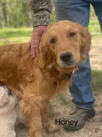 Cody, a male Golden Retriever for sale in Fordland, MO – 9 of 10
