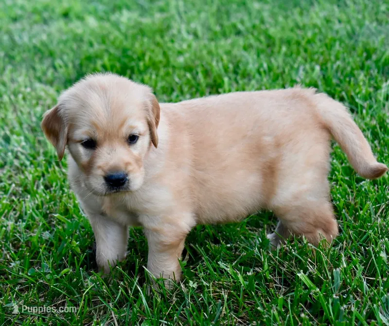 Molly – Golden Retriever puppy for sale in Fordland, MO