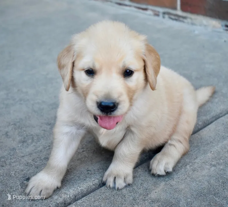 Jack – Golden Retriever puppy for sale in Fordland, MO