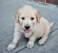 Jack, a male Golden Retriever for sale in Fordland, MO – 1 of 7