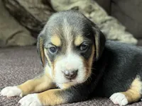 Jordy, a male Beagle for sale in Fordland, MO – 3 of 10