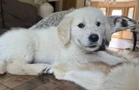 Cody, a male Golden Retriever for sale in Fordland, MO – 5 of 10