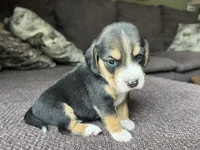 Jordy, a male Beagle for sale in Fordland, MO – 10 of 10