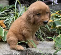 Max-gray, a male Golden Retriever for sale in Fordland, MO – 10 of 10