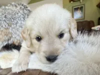 Paisley-pink, a female Golden Retriever for sale in Fordland, MO – 7 of 10