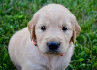 Tilly, a female Golden Retriever for sale in Fordland, MO – 3 of 8
