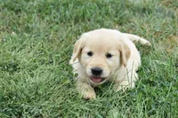 Molly-green, a female Golden Retriever for sale in Fordland, MO – 5 of 6