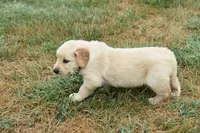 Rosie-red, a female Golden Retriever for sale in Fordland, MO – 4 of 4