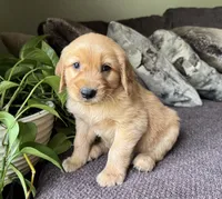 Teddy-aqua, a male Golden Retriever for sale in Fordland, MO – 6 of 10
