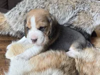 Scout, a male Beagle for sale in Fordland, MO – 10 of 10
