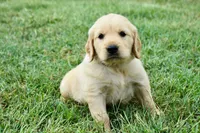 Jack , a male Golden Retriever for sale in Fordland, MO – 1 of 3