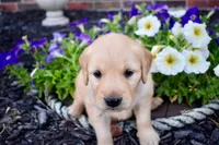Sadie, a female Golden Retriever for sale in Fordland, MO – 2 of 8