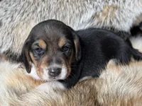 Tyler, a male Beagle for sale in Fordland, MO – 2 of 10
