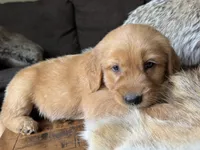Teddy-aqua, a male Golden Retriever for sale in Fordland, MO – 3 of 10