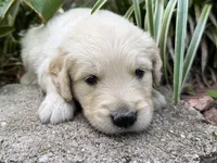 Cody-lt green, a male Golden Retriever for sale in Fordland, MO – 9 of 10
