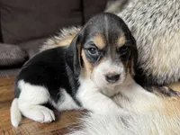Paisley , a female Beagle for sale in Fordland, MO – 4 of 10