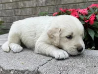 Koda-dk green , a male Golden Retriever for sale in Fordland, MO – 2 of 10
