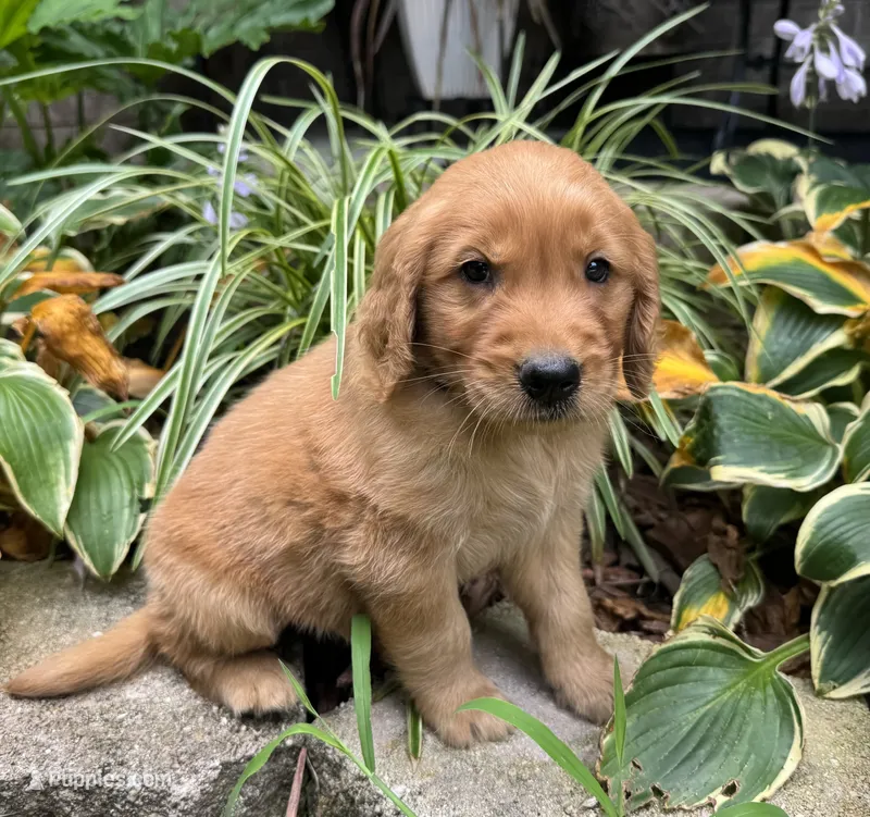 Bear-red – Golden Retriever puppy for sale in Fordland, MO