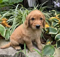 Bear-red, a male Golden Retriever for sale in Fordland, MO – 1 of 10