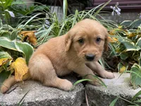 Teddy-aqua, a male Golden Retriever for sale in Fordland, MO – 9 of 10