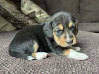 Olivia, a female Beagle for sale in Fordland, MO – 3 of 10