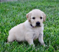 Sadie, a female Golden Retriever for sale in Fordland, MO – 3 of 8