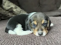 Tyler, a male Beagle for sale in Fordland, MO – 10 of 10