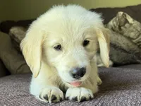 Cody, a male Golden Retriever for sale in Fordland, MO – 4 of 10