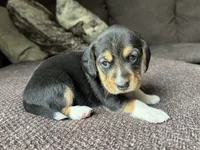 Olivia, a female Beagle for sale in Fordland, MO – 5 of 10
