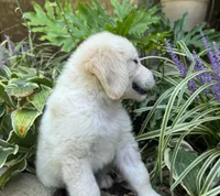 Cody, a male Golden Retriever for sale in Fordland, MO – 2 of 10